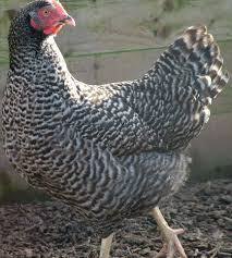 Piggotts Barred Rock chicken